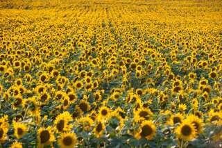 Ein echter Blickfang: Die Sonnenblumenfelder bei St. Florian sonnenblumenfel-florian_01.jpg