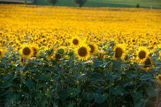 Ein echter Blickfang: Die Sonnenblumenfelder bei St. Florian sonnenblumenfel-florian_02.jpg