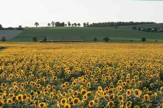 Ein echter Blickfang: Die Sonnenblumenfelder bei St. Florian sonnenblumenfel-florian_10.jpg