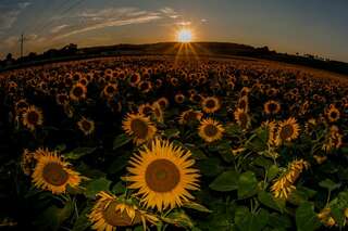 Ein echter Blickfang: Die Sonnenblumenfelder bei St. Florian sonnenblumenfel-florian_13.jpg