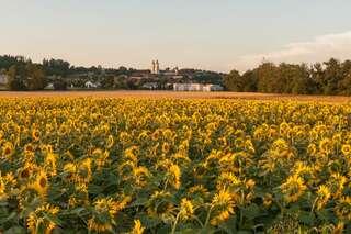Ein echter Blickfang: Die Sonnenblumenfelder bei St. Florian sonnenblumenfel-florian_16.jpg