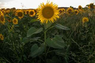 Ein echter Blickfang: Die Sonnenblumenfelder bei St. Florian sonnenblumenfel-florian_17.jpg