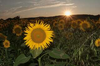Ein echter Blickfang: Die Sonnenblumenfelder bei St. Florian sonnenblumenfel-florian_18.jpg