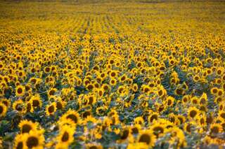 Ein echter Blickfang: Die Sonnenblumenfelder bei St. Florian sonnenblumenfel-florian_20.jpg