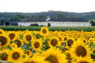Ein echter Blickfang: Die Sonnenblumenfelder bei St. Florian sonnenblumenfel-florian_24.jpg