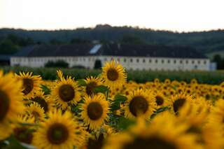 Ein echter Blickfang: Die Sonnenblumenfelder bei St. Florian sonnenblumenfel-florian_25.jpg
