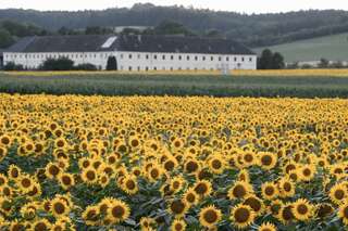 Ein echter Blickfang: Die Sonnenblumenfelder bei St. Florian sonnenblumenfel-florian_29.jpg