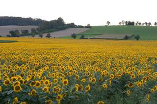 Ein echter Blickfang: Die Sonnenblumenfelder bei St. Florian sonnenblumenfel-florian_30.jpg