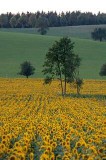 Ein echter Blickfang: Die Sonnenblumenfelder bei St. Florian sonnenblumenfel-florian_31.jpg