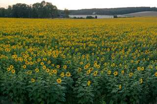 Ein echter Blickfang: Die Sonnenblumenfelder bei St. Florian sonnenblumenfel-florian_34.jpg