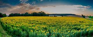 Ein echter Blickfang: Die Sonnenblumenfelder bei St. Florian sonnenblumenfel-florian_35.jpg