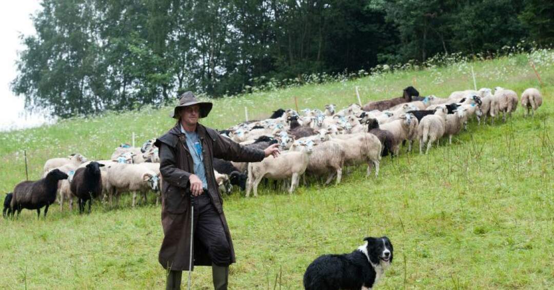 Titelbild: 30 Schafe in Mühlviertel gestohlen