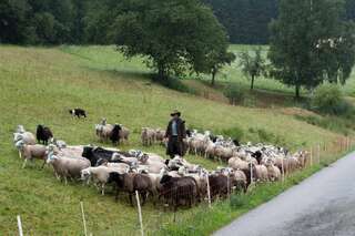 30 Schafe in Mühlviertel gestohlen schafe-gestohlen_03.jpg