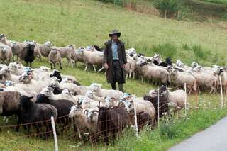 30 Schafe in Mühlviertel gestohlen schafe-gestohlen_04.jpg