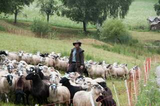 30 Schafe in Mühlviertel gestohlen schafe-gestohlen_05.jpg