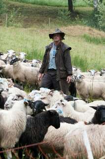 30 Schafe in Mühlviertel gestohlen schafe-gestohlen_06.jpg