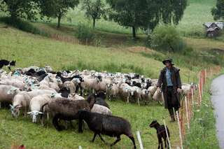 30 Schafe in Mühlviertel gestohlen schafe-gestohlen_08.jpg