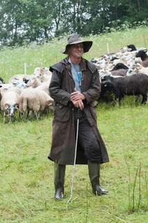 30 Schafe in Mühlviertel gestohlen schafe-gestohlen_10.jpg