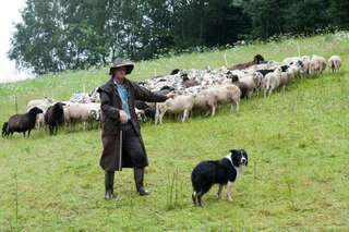 30 Schafe in Mühlviertel gestohlen schafe-gestohlen_11.jpg