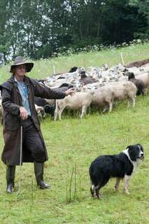 30 Schafe in Mühlviertel gestohlen schafe-gestohlen_12.jpg