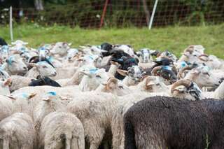 30 Schafe in Mühlviertel gestohlen schafe-gestohlen_13.jpg