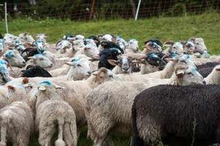 30 Schafe in Mühlviertel gestohlen schafe-gestohlen_14.jpg