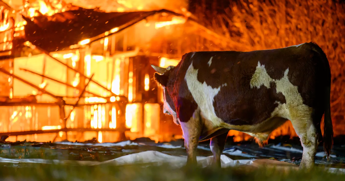 Titelbild: Bauernhofbrand - Über 29 Stiere fielen Feuer zum Opfer