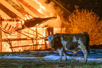 Bauernhofbrand - Über 29 Stiere fielen Feuer zum Opfer FOKE-2023112906574335-022.jpg