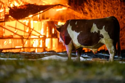 Bauernhofbrand - Über 29 Stiere fielen Feuer zum Opfer FOKE-2023112906574337-024.jpg