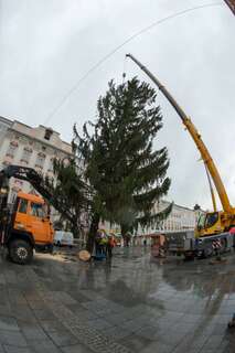Christbaum auf dem Linzer Hauptplatz ist heuer ein Geschenk aus Freistadt christbaum-linz_23.jpg