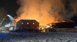 Brand vernichtete Stall: Großteil der 200 Tiere wurde gerettet brand-st-ulrich-muehlkreis_02.jpg