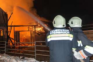 Brand vernichtete Stall: Großteil der 200 Tiere wurde gerettet brand-st-ulrich-muehlkreis_05.jpg
