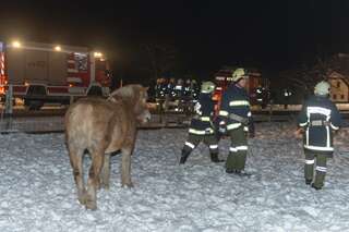 Brand vernichtete Stall: Großteil der 200 Tiere wurde gerettet brand-st-ulrich-muehlkreis_22.jpg