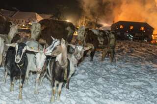 Brand vernichtete Stall: Großteil der 200 Tiere wurde gerettet brand-st-ulrich-muehlkreis_23.jpg