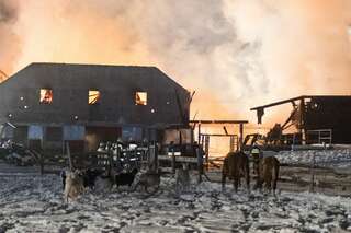 Brand vernichtete Stall: Großteil der 200 Tiere wurde gerettet brand-st-ulrich-muehlkreis_25.jpg