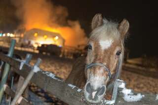 Brand vernichtete Stall: Großteil der 200 Tiere wurde gerettet brand-st-ulrich-muehlkreis_26.jpg