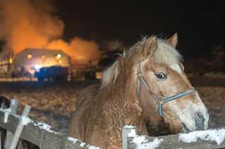 Brand vernichtete Stall: Großteil der 200 Tiere wurde gerettet brand-st-ulrich-muehlkreis_27.jpg