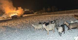 Brand vernichtete Stall: Großteil der 200 Tiere wurde gerettet brand-st-ulrich-muehlkreis_28.jpg