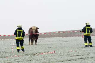 Beim Verladen ausgerissen - Feuerwehr und Polizei jagten Stier 20140114-0222.jpg