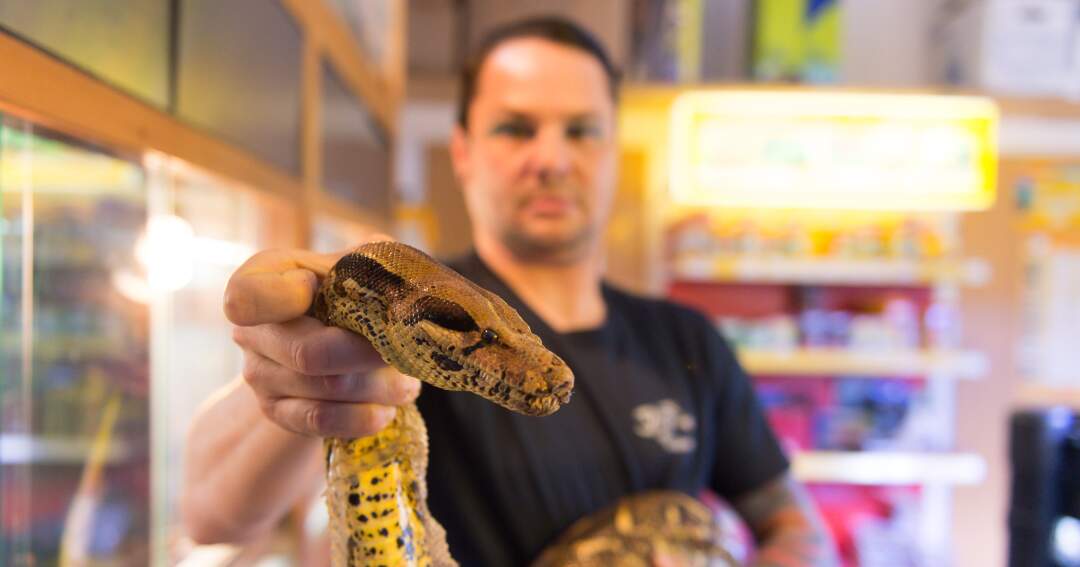 Titelbild: 2,5 Meter langen Python in Mühlviertel gefunden