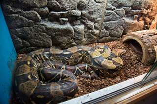 2,5 Meter langen Python in Mühlviertel gefunden 20140429-7220.jpg