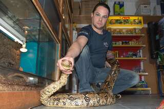 2,5 Meter langen Python in Mühlviertel gefunden 20140429-7230.jpg