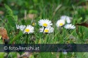 Frühling am Pichlingersee pichlingersee-118.jpg