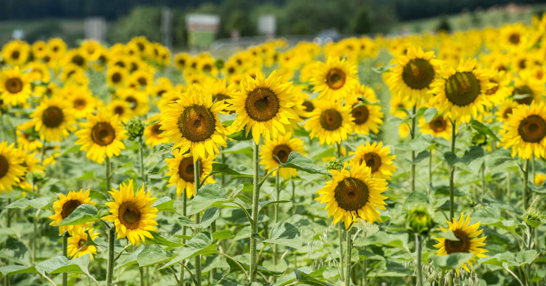 Titelbild: Sonnenblumenfeld bei Sankt Florian