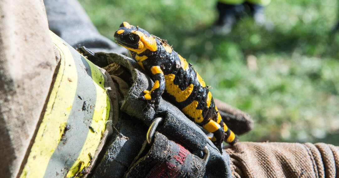 Titelbild: Bei Wiesenbrand "Feuerwehr-Salamander" entdeckt