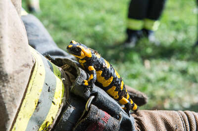 Bei Wiesenbrand "Feuerwehr-Salamander" entdeckt 20150930-0548.jpg