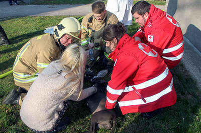 Brandstiftung - Hund gerettet IMG_6076.jpg