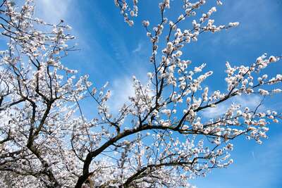 Wachauer Marillenblüte - Die wohl schönsten Frühlingsboten Europas 20160331-1215.jpg