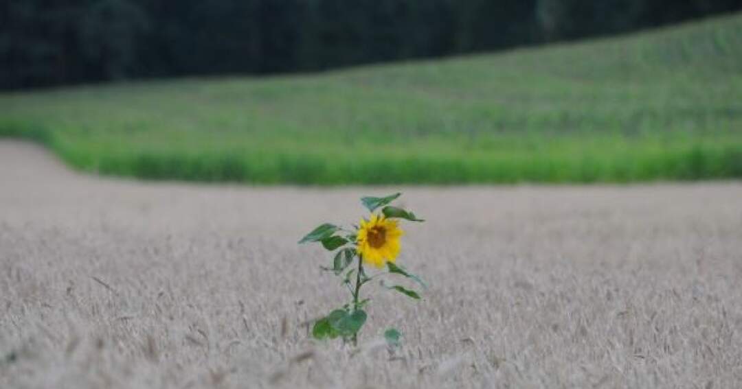 Titelbild: Eine Sonnenblume alleine im großen Kornfeld