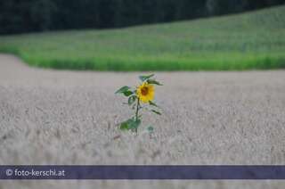 Eine Sonnenblume alleine im großen Kornfeld dsc_0819.jpg